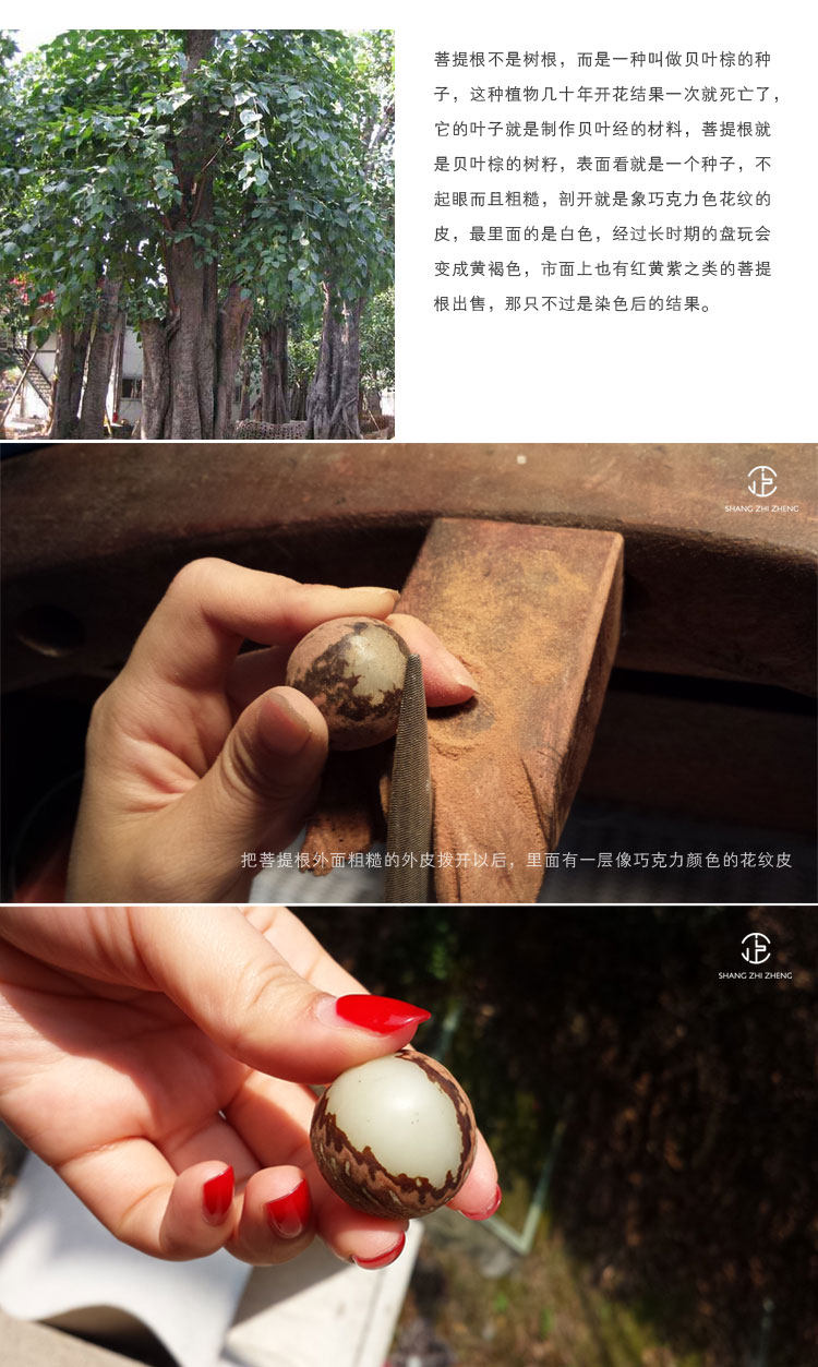 Bague mixte en Bodhi - Ref 3086409 Image 14