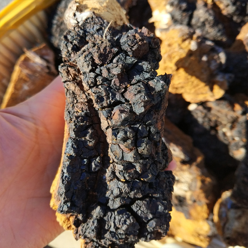 Northeast birch tears Wild birch birch brown hole bacteria White birch velvet Daxinganling wild birch velvet 500g