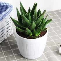 Aloe vera home green radish chlorophyll hydroponic plant flower potted green plant dendrobium seedlings Living room decoration small bonsai