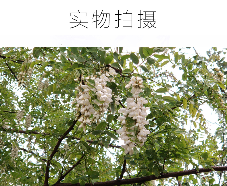 2020年新鲜槐花 3斤装 图10