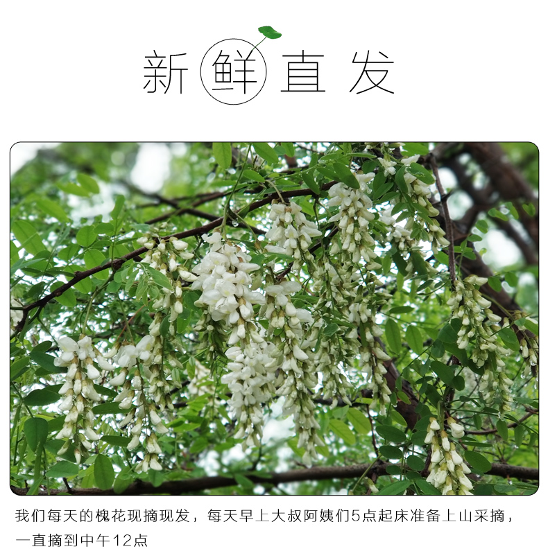 2020年新鲜槐花 3斤装 图6