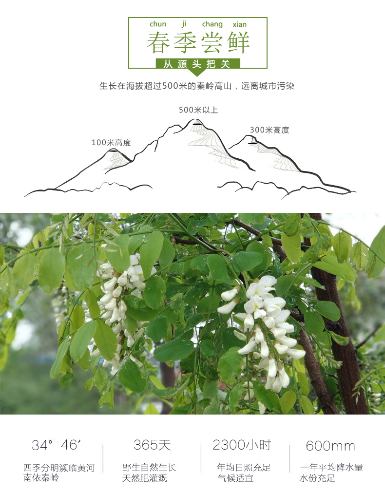 2020年新鲜槐花 3斤装 图3