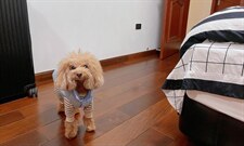 2022/夏装/短袖T恤NEW，女装T恤，潘朵拉