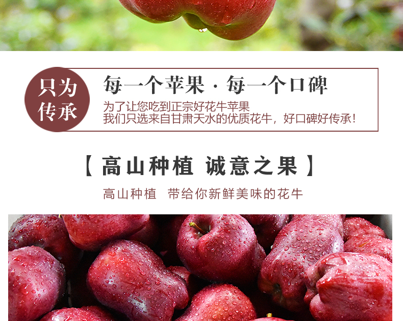 【绿熊庄园】甘肃花牛苹果5斤整箱