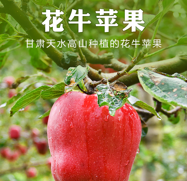 【绿熊庄园】甘肃花牛苹果5斤整箱