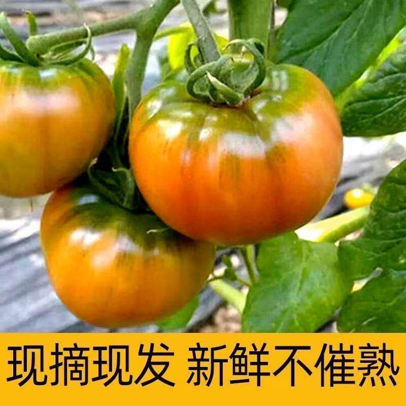 小番茄有什么独特之处？如何挑选新鲜的西红柿小番茄？