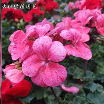 Geranium Potted plant New Seasons Bloom Constantly Indoor And Outdoor Terrace Mosquito Repellent Grass Suction Formaldehyde For More Than A Year Life Is Easy To Live
