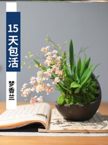 Dream Chamberland Potted Plant With Flower View Flower Mini Minibonsai Indoor Desk Resistant To Cold All Season Green Plant to be easy to live