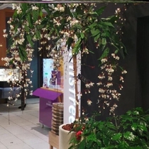 Pituitary jasmine flower potted plant gardening pituvines Good nourishing and cold-resistant Yin and Yang indoor plants Flowering Microincense in Four Seasons