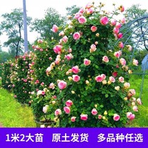 Vine This month Flower Miao Flowers Strong Aroma Courtyard Plant Flowers Potted Rose Climbing Vine Rosary Blossom of the Four Seasons