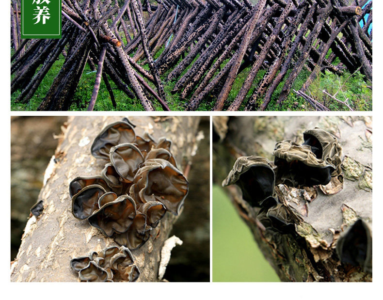 Северо -восточный черный гриб_04.jpg