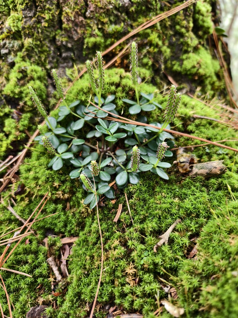 阿罗拾山记