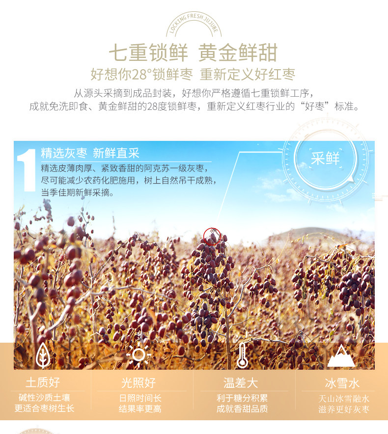 锁鲜枣_07.jpg