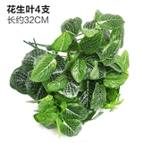 Зеленое растение Стенка Стены Растение настенные лужайки