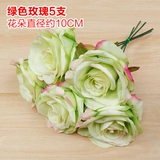 Зеленое растение Стенка Стены Растение настенные лужайки