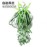 Зеленое растение Стенка Стены Растение настенные лужайки