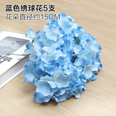 Зеленое растение Стенка Стены Растение настенные лужайки