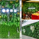 Зеленое растение Стенка Стены Растение настенные лужайки