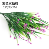 Зеленое растение Стенка Стены Растение настенные лужайки