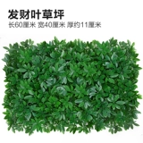 Зеленое растение Стенка Стены Растение настенные лужайки