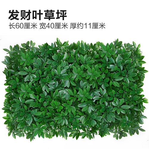 Зеленое растение Стенка Стены Растение настенные лужайки