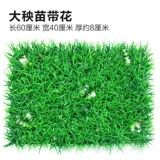 Зеленое растение Стенка Стены Растение настенные лужайки