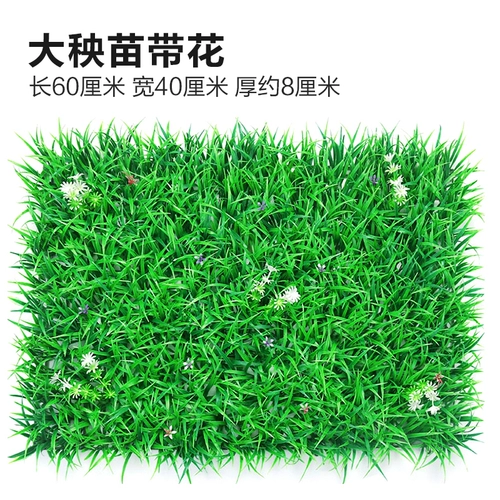 Зеленое растение Стенка Стены Растение настенные лужайки