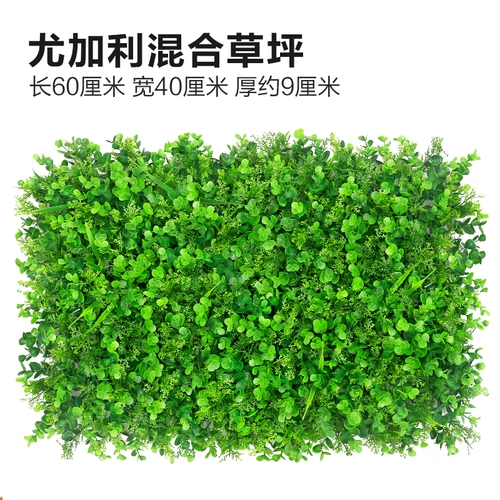 Зеленое растение Стенка Стены Растение настенные лужайки