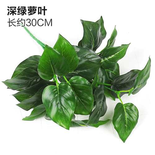 Зеленое растение Стенка Стены Растение настенные лужайки