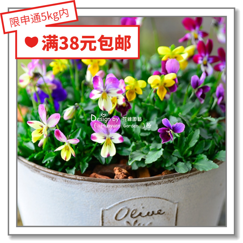 Flower edge pickles imported flower seeds * Japan * horn viola * small rabbit bear ruffled 5 grains - Taobao