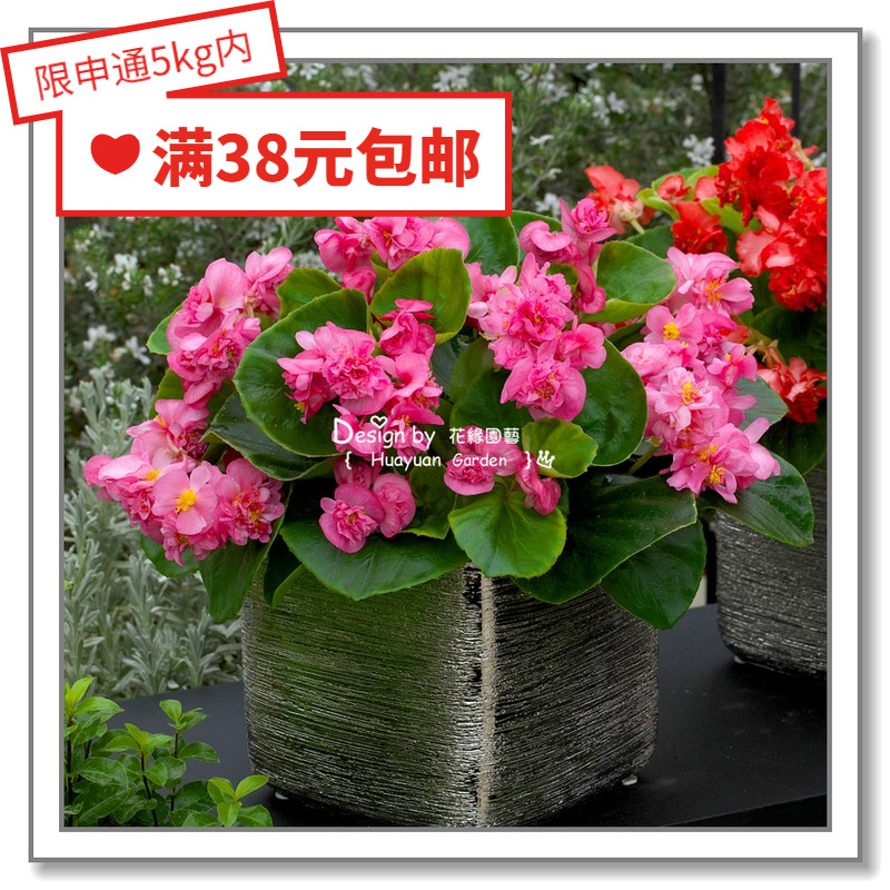 Huayuan pickles imported flower seeds * semi-double four seasons Begonia * queen Fiona 5 pills
