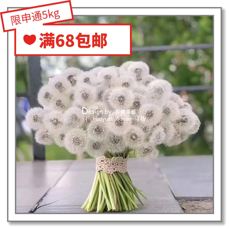 Flower-edge pickles imported flower seeds * Yellow flower Brahmanical ginseng red dandelion puls * 10 grains