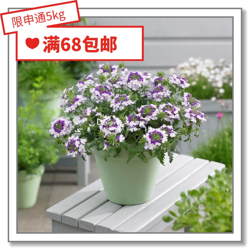 Flower edge pickle imported flower seeds * fine split beauty Sakura Fan God Waterfall 5-10 pieces