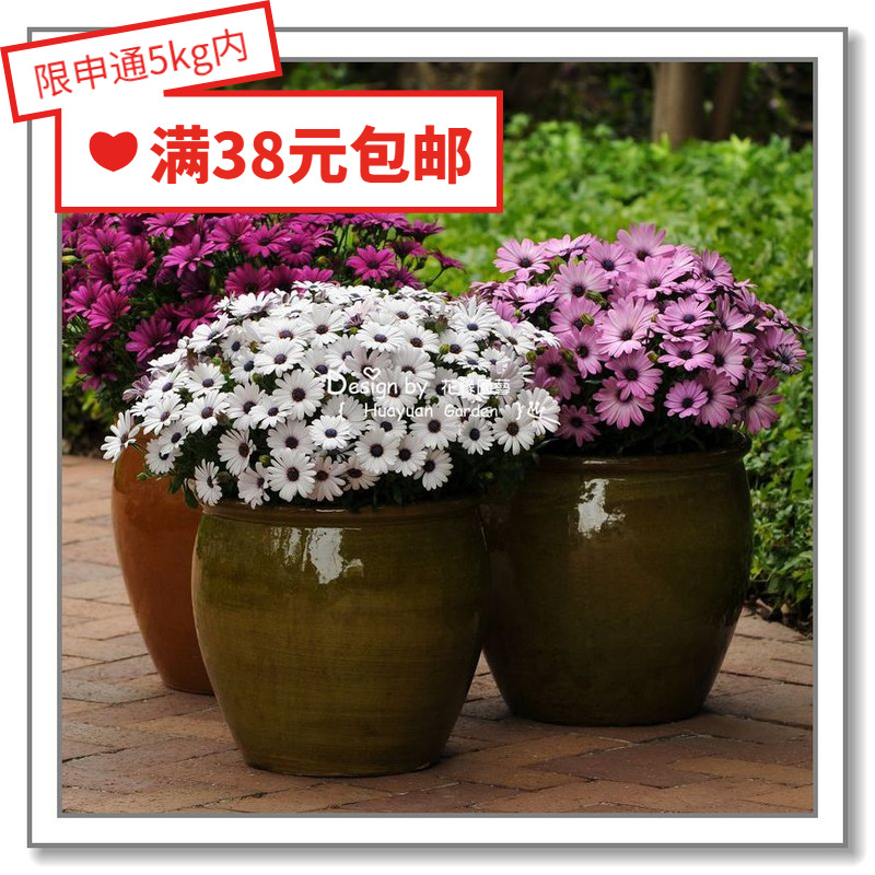 Huayuan pickles imported species * Pan American * blue eye chrysanthemum * South African marigold * Ai Meijia Sunset Grand Canyon 5 capsules