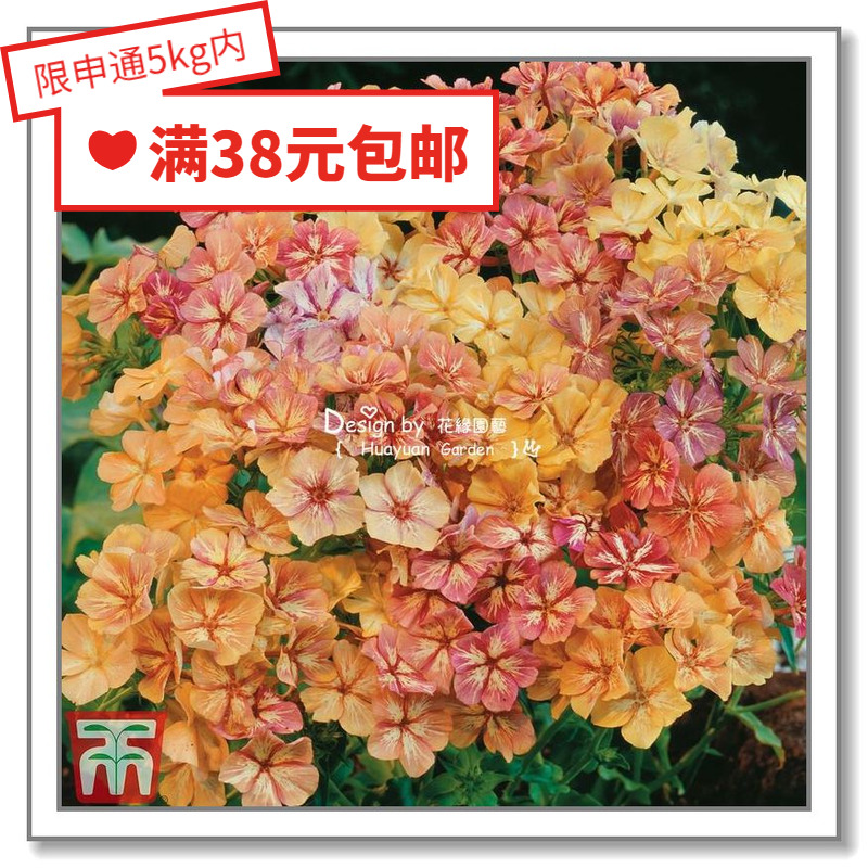 Huayuan pickles imported flower seeds * British TM * phlox * cream dessert caramel cherry 5-10 grains