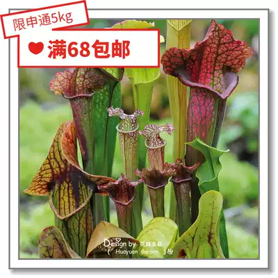 Flower-edge Pickles imported carnivorous seeds * UK TM Saranth grass * patio mixed color 5