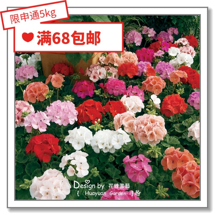 Floral pickles imported flower seeds * Dutch SG* day geranium * special out series 5 grain coated seeds