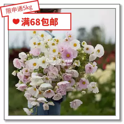 Flower edge Pickles imported flower seeds * British TM * Cosmos * sansos egg tart sea shell water sleeves 10
