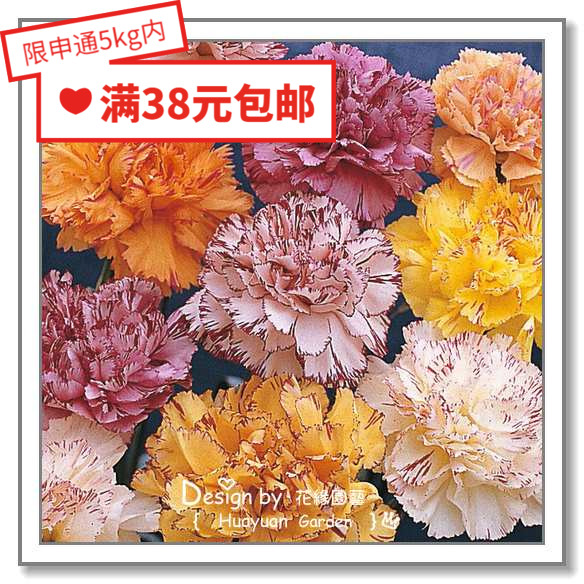 Huayuan Pickles Imported Flower Seeds *British TM* Carnation Colorful Lemon Orange Stripes Giant Shark 5 Pieces - Taobao