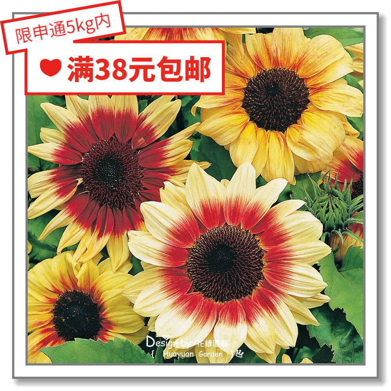 Flowers Breeding Pickles Imported Flowers Seeds* Cut flowers Sunflower* Vincent Arrow Infinite Sunlight 3-10 grains