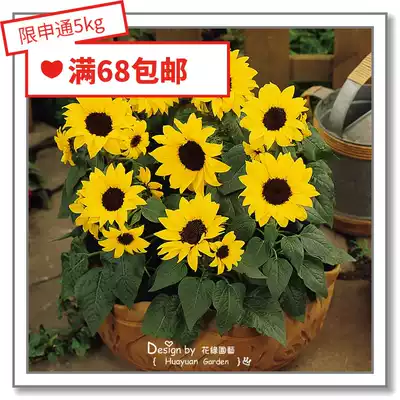 Flower edge Pickles flower seeds * dwarf potted sunflower * folk song Big smile goldbird bear 5-10