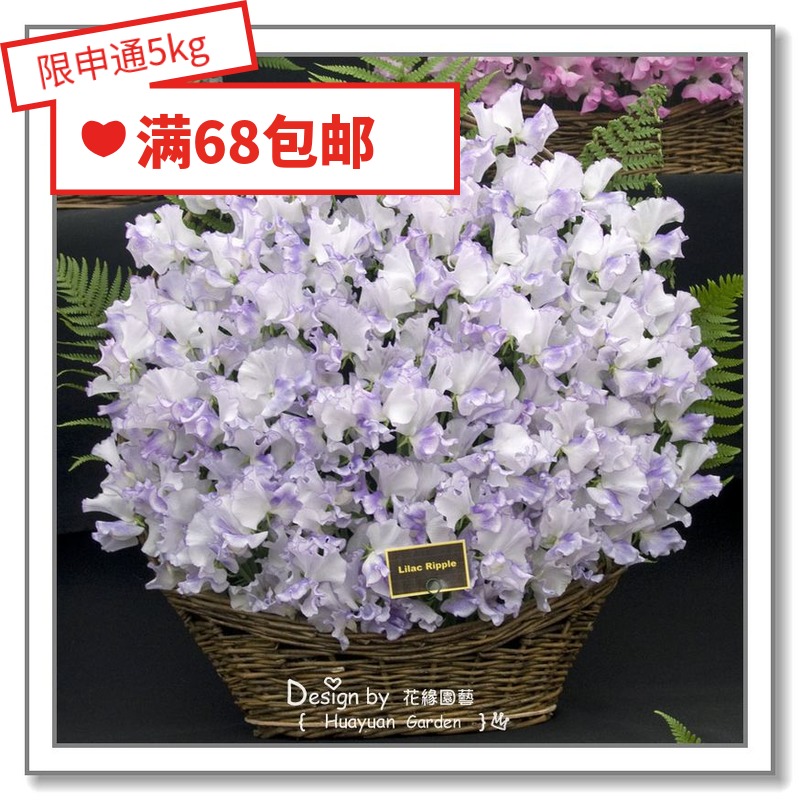 Flower-edge pickles imported flower seeds * UK TM* fragrant peas * apple flowers blue corrugated 3-5 grain climbing and climbing