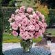 1-2 Dark Rose Red