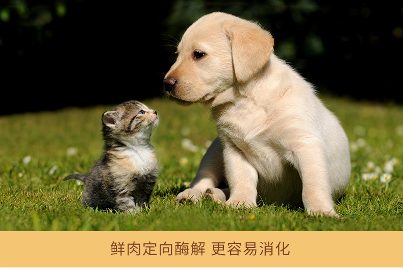 Thức ăn cho chó lông thịt hạt tươi Teddy thức ăn cho chó trưởng thành 3 kg 63 + thức ăn cho chó tươi tỉnh - Chó Staples thức ăn khô cho chó