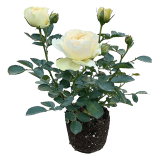 Rose seedlings indoor and outdoor potted plants with buds