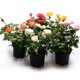 Rose seedlings old pile extra large flowers flowers green plants potted rose rose indoor and outdoor balcony four seasons