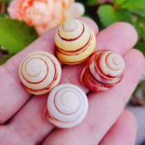 Ding shell sea land hermit crab replacement shell small yellow snail small white snail shell natural conch fish tank decoration