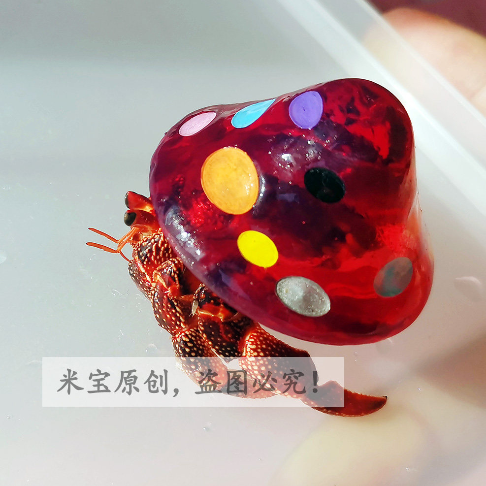 Hermit Crab Replacement Shell Pokemon Pokemon Pokemon Transparent Conch 3D Printed Plexiglass