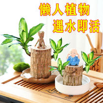 Brasim Lucky Wood Water Water-resistant Plants Suitable for lazy people to raise the town house Zhaocai Office Four Seasons