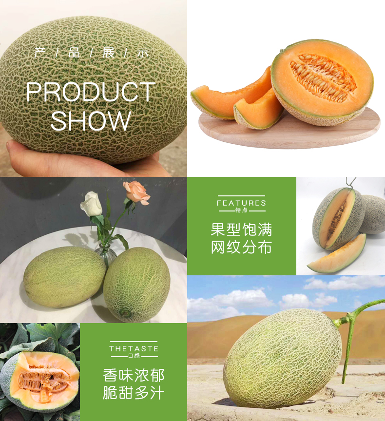 我们买过 全中国最好吃的哈密瓜 新疆火焰山西州蜜25号 2个共重7斤左右 图9